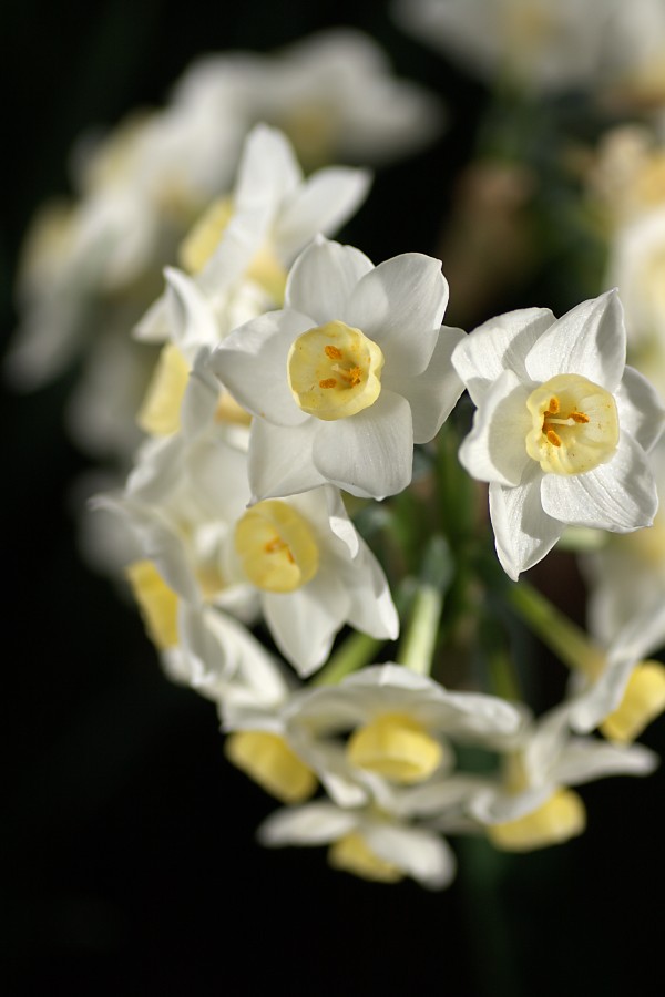 Jonquils In White by Joy Watson
